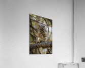 Squirrel in a Tree Acrylic Print