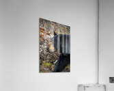 Mama Bear Acrylic Print