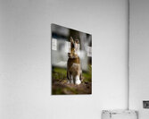 Bunny Acrylic Print