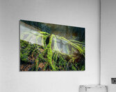 Enchanted Forest Acrylic Print