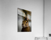 Bunny Acrylic Print