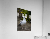Gull Acrylic Print