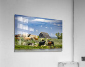 Cattle on a Hill Acrylic Print