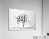 Lone Tree in Snowstorm Acrylic Print