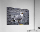 Gull Acrylic Print