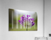 Allium Flower Acrylic Print