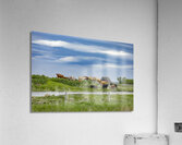 Cattle on a Hill Acrylic Print