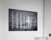 Gull Acrylic Print