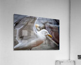 Gull Acrylic Print