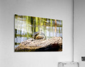 Painted Turtle Acrylic Print