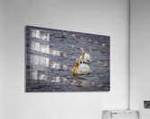 Pelicans Acrylic Print