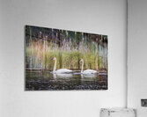 Trumpeter Swans Impression acrylique