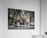 Otter Acrylic Print