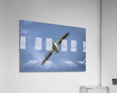 Pelican in Flight Acrylic Print