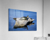 Painted Turtle Impression acrylique