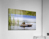 Painted Turtle Acrylic Print