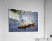 Painted Turtle Acrylic Print