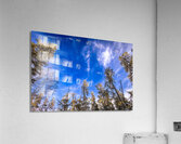 Frosted Trees Acrylic Print