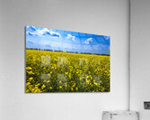 Canola Field Impression acrylique