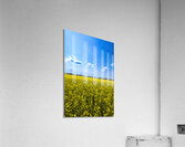 Canola Field Acrylic Print