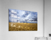 Ripe For Harvest Acrylic Print