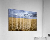 Ripe For Harvest Acrylic Print