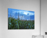 Cornfield at Sunset Acrylic Print