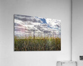 Cornfield Under a Cloudy Day Acrylic Print