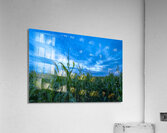 Cornfield at Sunset Acrylic Print