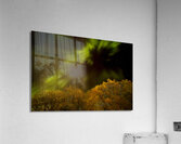 Northern Light Above the Canopy Acrylic Print