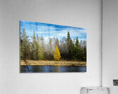 Lone Tamarack Tree Acrylic Print