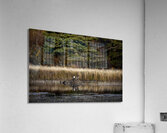 Geese Atop Beaver Hut Acrylic Print