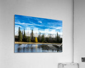 Lone Tamarack Tree Reflection Acrylic Print