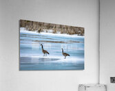 Geese During Spring Thaw Impression acrylique