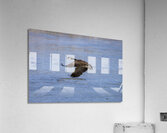 Goose in Flight Acrylic Print
