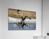 Geese in Flight Acrylic Print