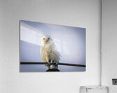 Snowy Owl Acrylic Print