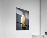 Snowy Owl in the Sun Acrylic Print