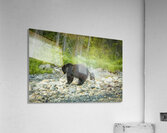 Mama Bear and its Cub Acrylic Print