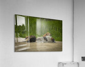 Rez Dogs Acrylic Print