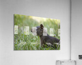 Squirrel Acrylic Print