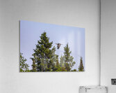 Blue Heron Over the Canopy Impression acrylique