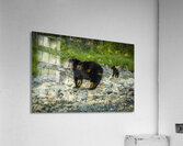 Mama Bear and its Cub Acrylic Print