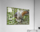 Squirrel  Acrylic Print