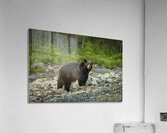 Mama Bear Acrylic Print