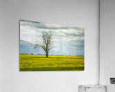 Solitude in Yellow Acrylic Print