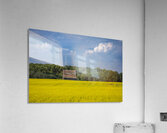 Old Barn and Canola Field Acrylic Print