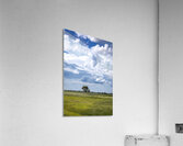 Lone Tree on a Cloudy Day Acrylic Print