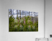 New Life Acrylic Print