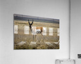 Pronghorn Antelope Acrylic Print
